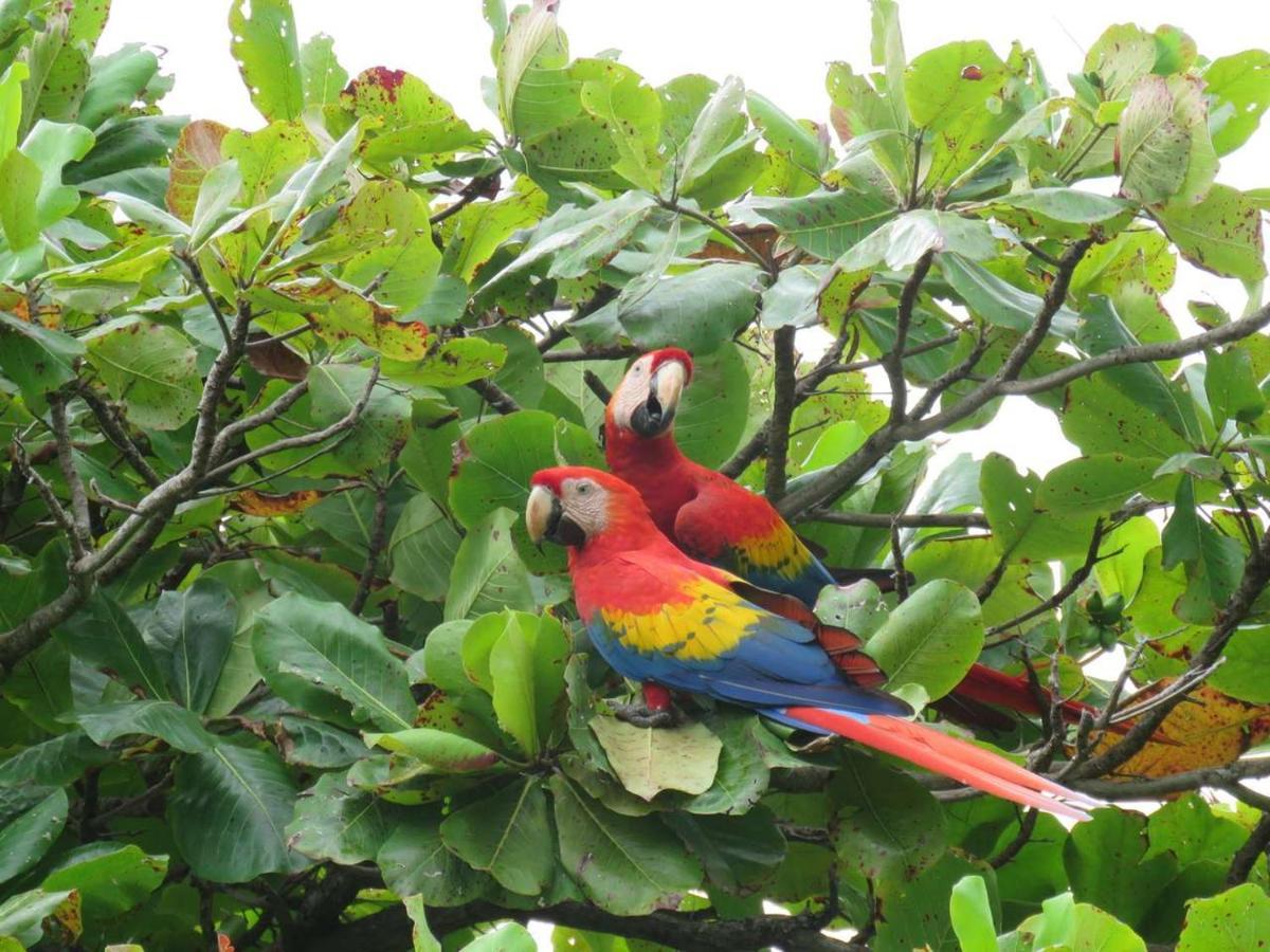 Ceiba Lodge Drake Bay Luaran gambar
